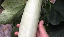 吃瓜的搞笑网红